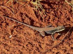 Ctenophorus isolepis