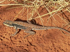 Ctenophorus isolepis