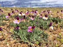 Viola beckwithii