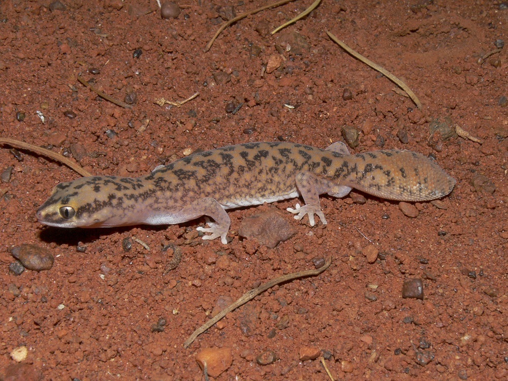 Australian Ground and Stone Geckos from Leonora, WA on February 18