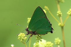 Cyanophrys herodotus