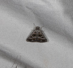 Acantholipes juba