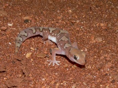 Fine-Faced Gecko photo 2