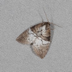 Acatapaustus mesoleuca