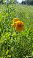 Amblyolepis setigera