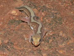 Fine-Faced Gecko photo 5