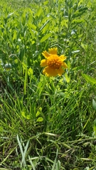 Amblyolepis setigera