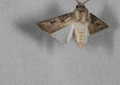 Agrotis interjectionis