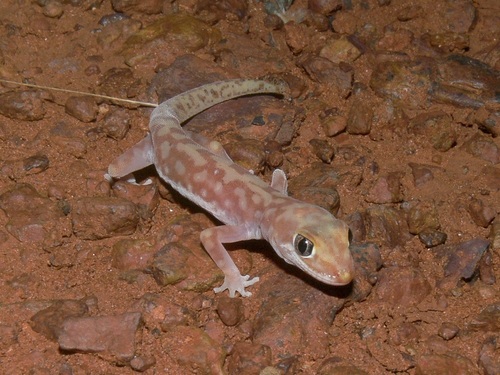 Mottled Ground Gecko, Lucasium squarrosum