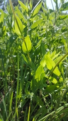 Amblyolepis setigera