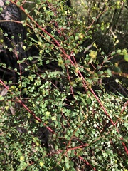 Bossiaea lenticularis