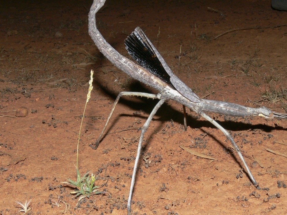 Inland Horned Stick Insect