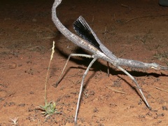 Paronchestus cornutus