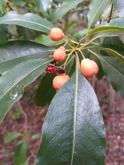 Pittosporum undulatum
