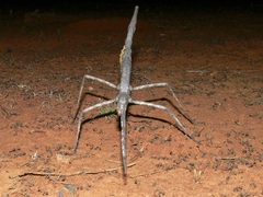 Paronchestus cornutus