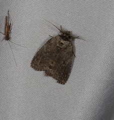 Archigargetta amydra