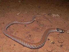 Pygopus nigriceps