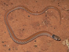 Pygopus nigriceps