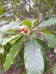 Pittosporum undulatum