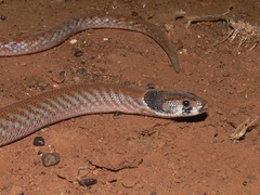 Pygopus nigriceps