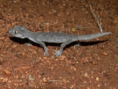 Strophurus strophurus