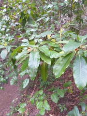 Pittosporum undulatum