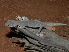 Strophurus strophurus