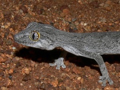 Strophurus strophurus