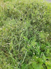 Vicia biennis