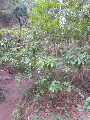 Pittosporum undulatum