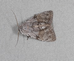 Barasa cymatistis