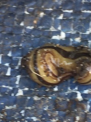 Australopacifica regina
