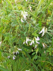 Vicia biennis