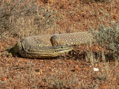 Varanus panoptes rubidus