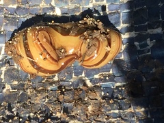 Australopacifica regina