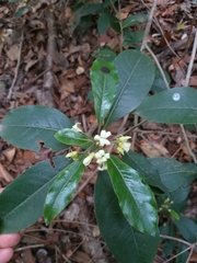 Pittosporum undulatum