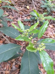 Pittosporum undulatum