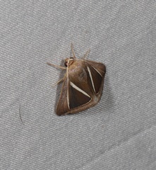 Chalciope alcyona