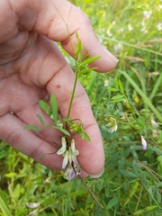 Vicia biennis