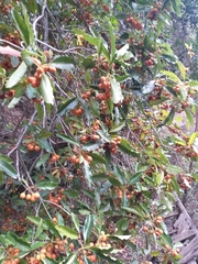 Pittosporum undulatum