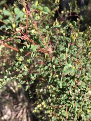 Bossiaea lenticularis