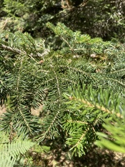 Abies × borisii-regis