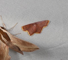 Chrysocraspeda aurimargo