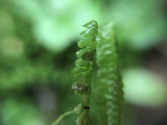Lepidoziaceae