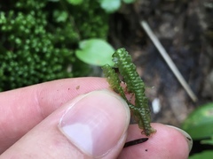 Lepidoziaceae