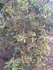 Pittosporum undulatum