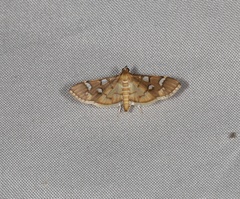 Cotachena histricalis