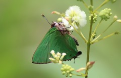 Cyanophrys herodotus