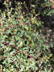 Bossiaea lenticularis