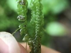 Lepidoziaceae